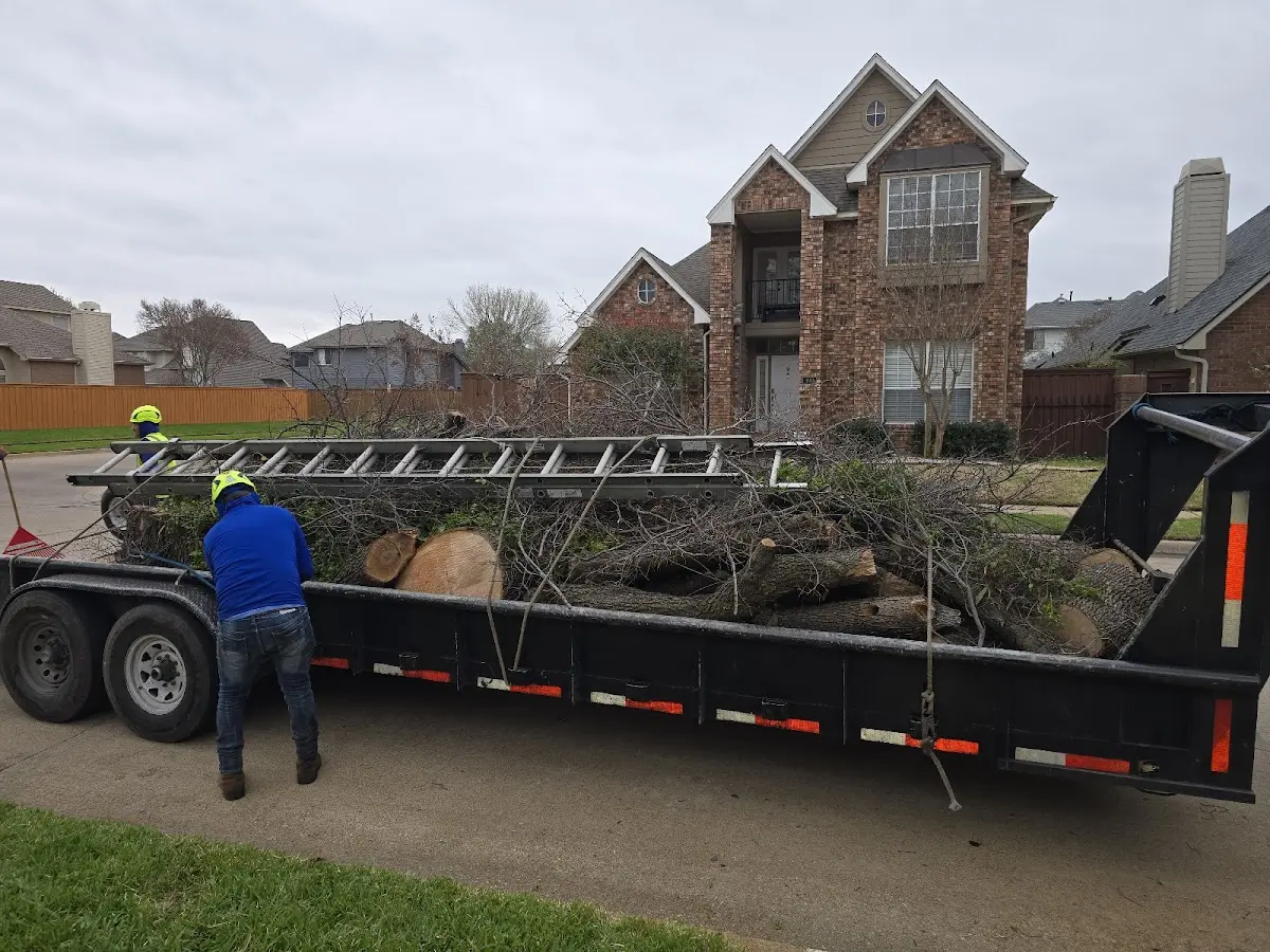 Expert Tree Removal with proper safety equipment in Bruno